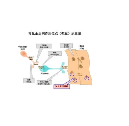 昆蟲激素