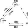 RNA複製
