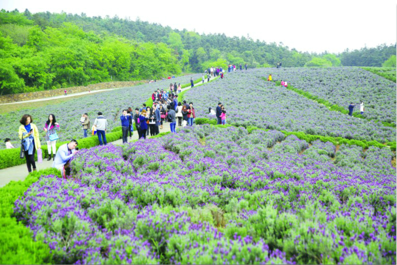 谷里街道大塘金農家樂