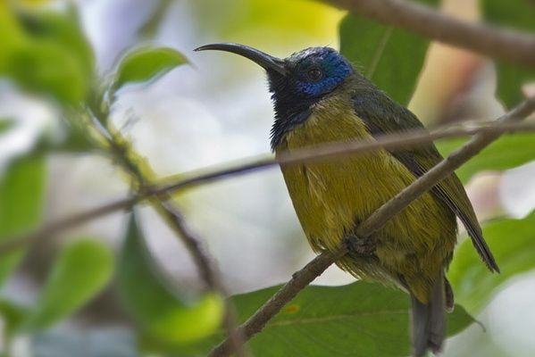 喀麥隆花蜜鳥