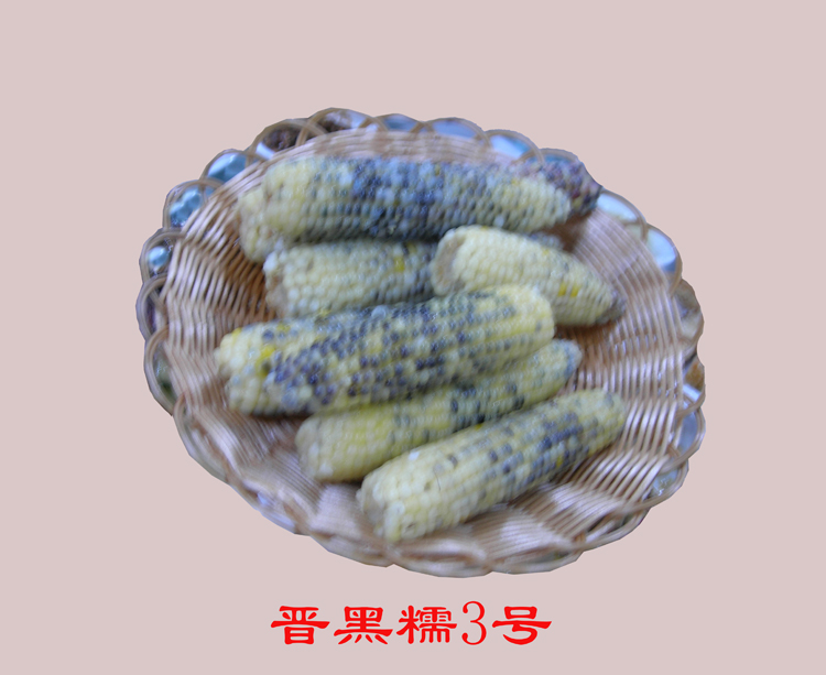 晉黑糯3號