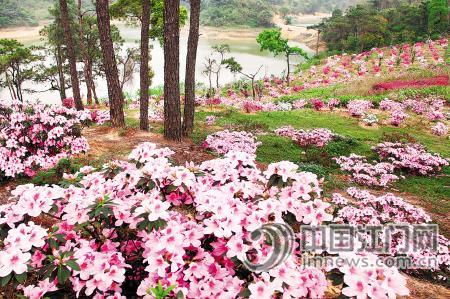 群星公園杜鵑花