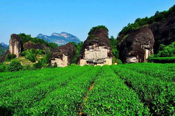 種植基地武夷山