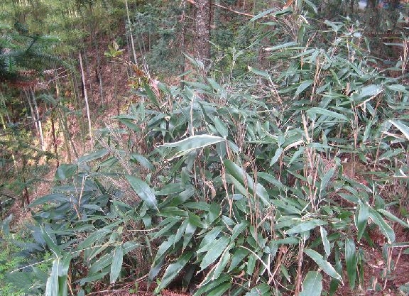 黃山庫-慶元華箬竹