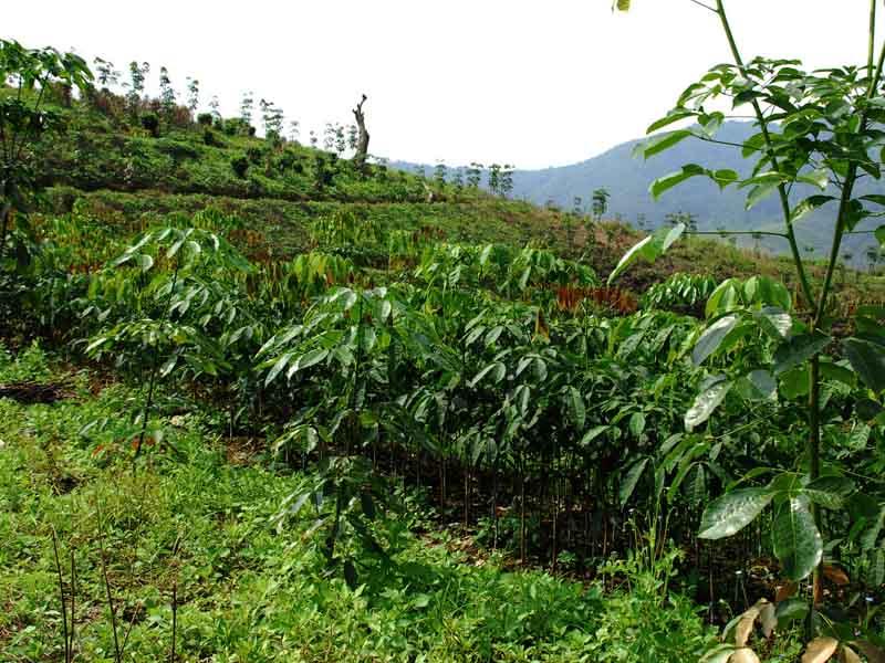 提高橡膠茶葉管理水平