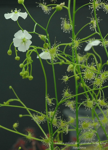 光萼茅膏菜(圖2)