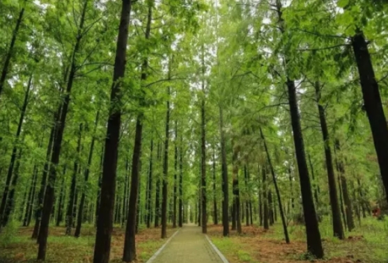 江蘇三台山國家森林公園