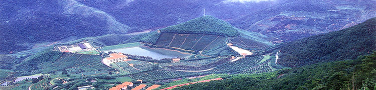 雁南飛茶田度假村