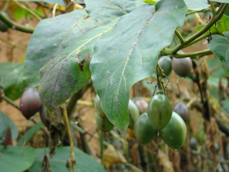 甸頭寨一自然村特種蔬菜種植