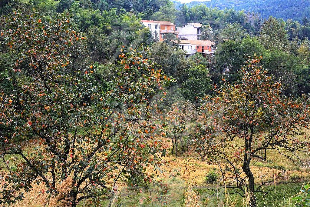 胡家山村(雲南姚安縣彌興鎮下轄村)