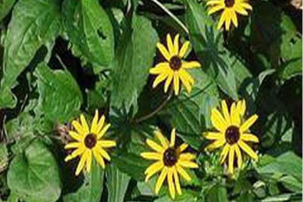 Rudbeckia fulgida var. sullivantii \x27Goldsturm\x27