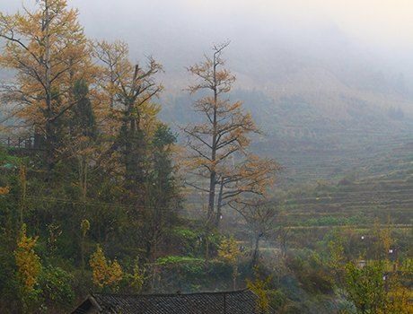 洋光村(潮州市潮安區江東鎮下轄的一個行政村)