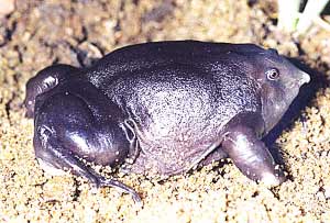 紫蛙