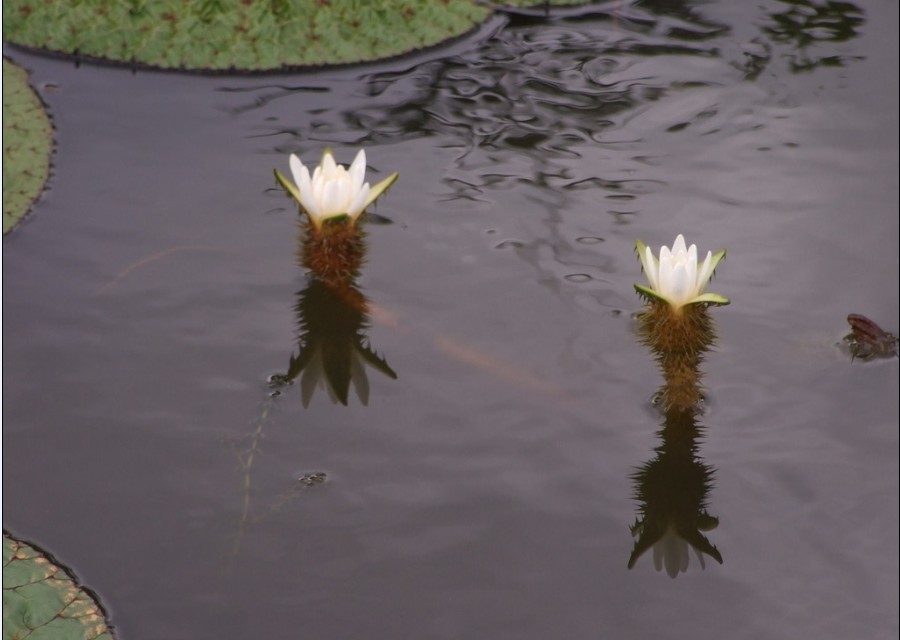 東平湖芡實