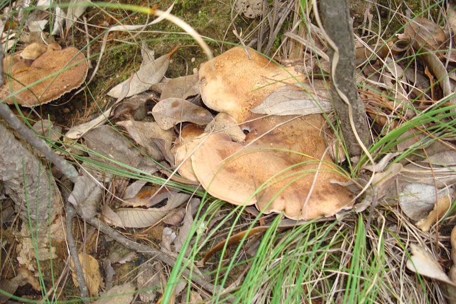 華豐村(雲南省元謀縣新華鄉華豐村)