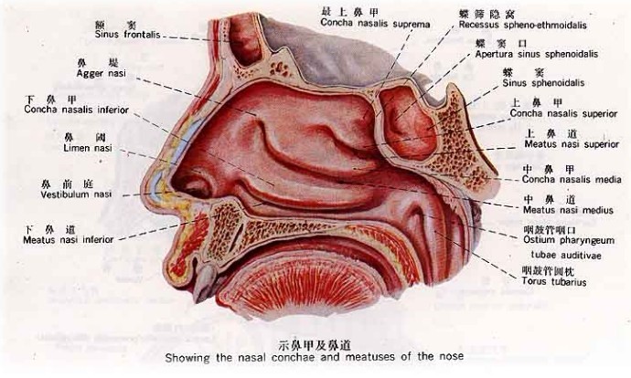 鼻子結構