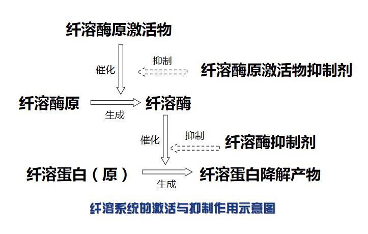 纖溶系統