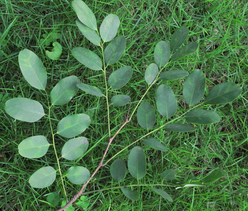 鈍葉黃檀雲縣家系20號