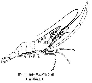 雄性日本沼蝦外形