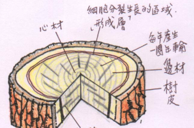 形成層