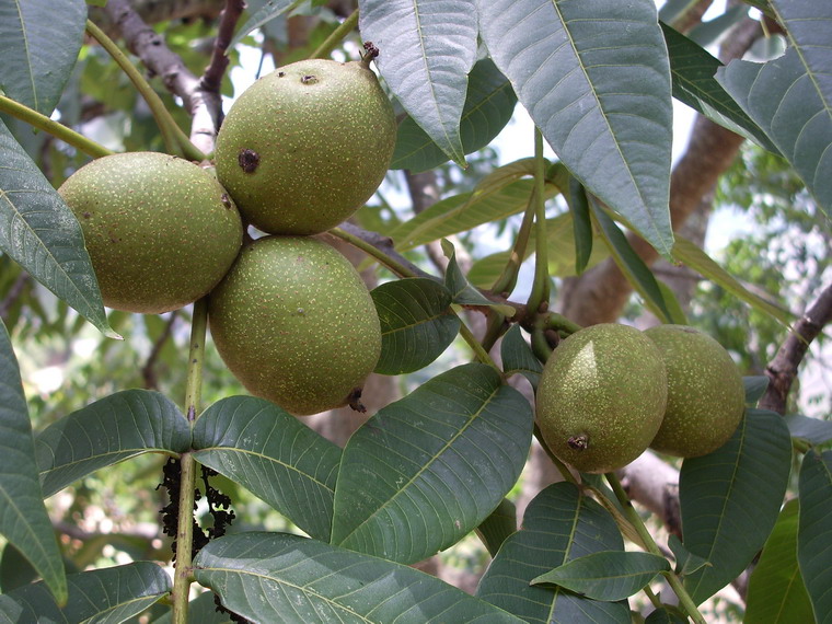 核桃種植