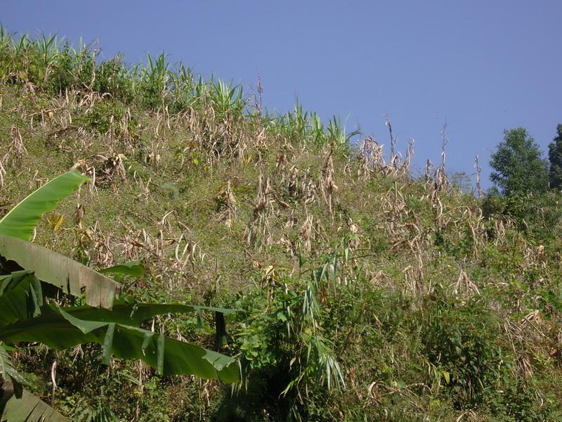 種植業