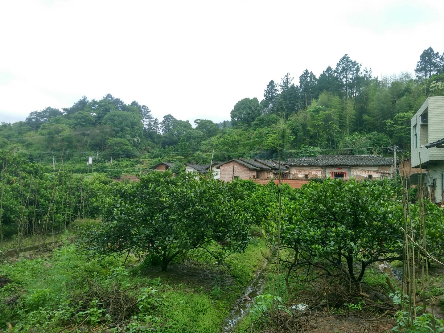 元興村(江西省贛州市會昌縣下轄村)