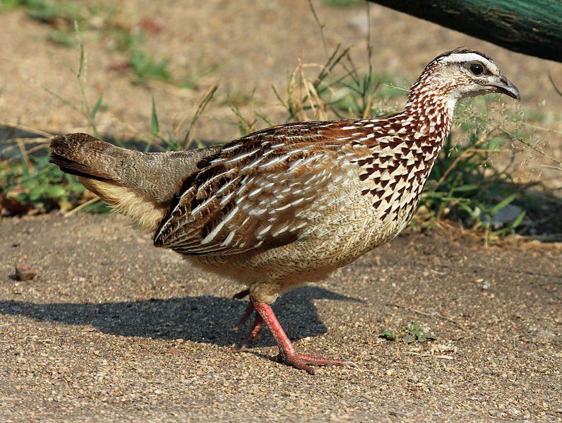 鳳頭鷓鴣