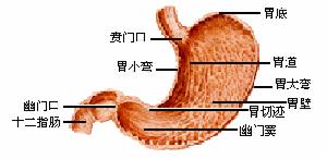 胃部圖片