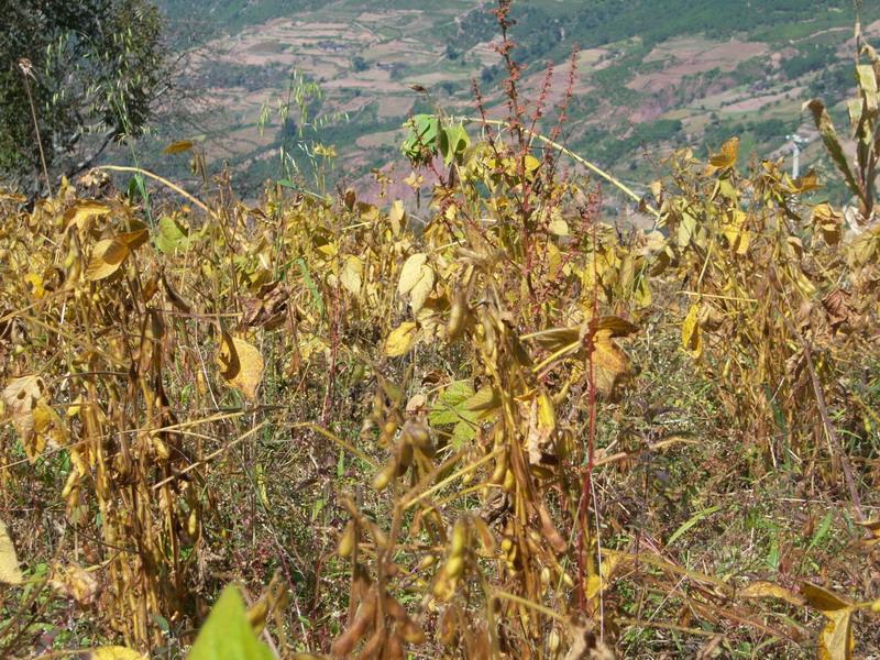 山後自然村