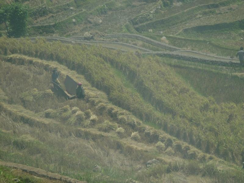 村中田園