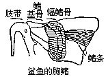 擔鰭骨