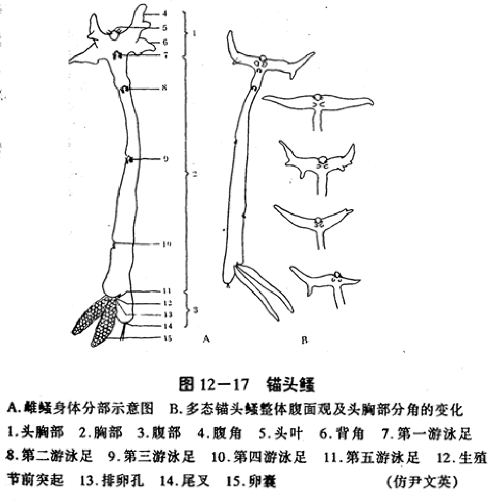 錨頭鰠科