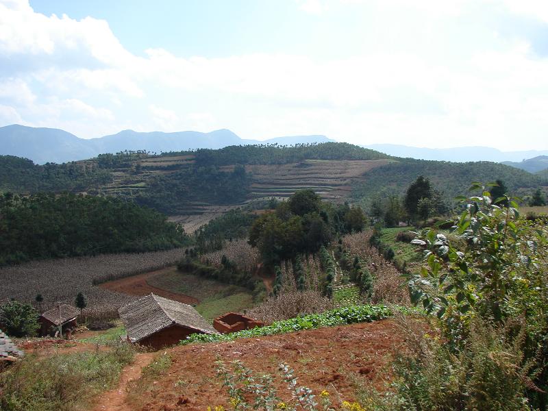 樹格村