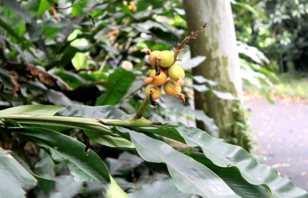 小草蔻(植物)