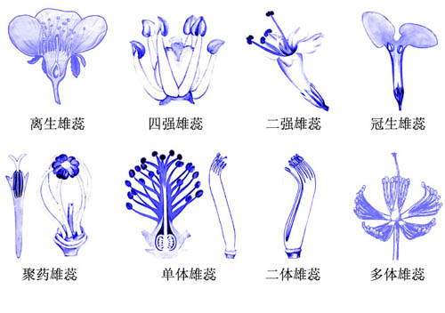 離生雄蕊組