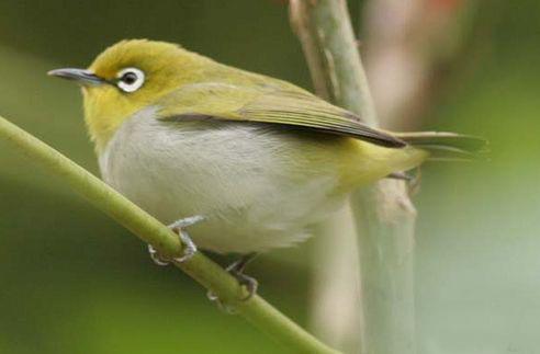 暗綠繡眼鳥