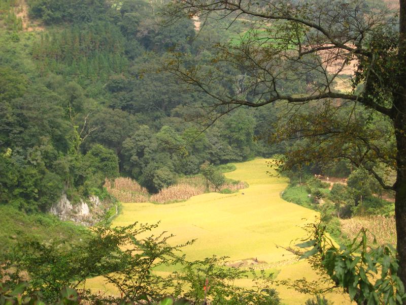 稻田及自然風景