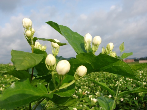 茉莉果屬