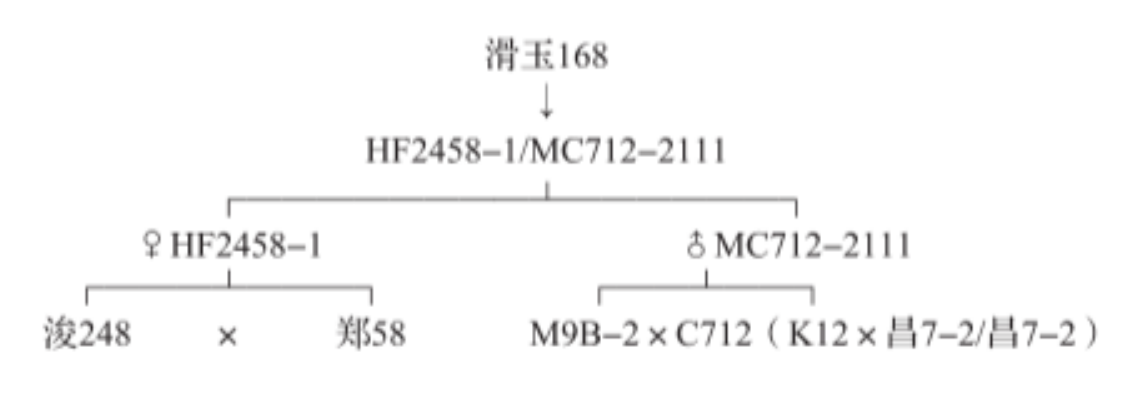 滑玉168