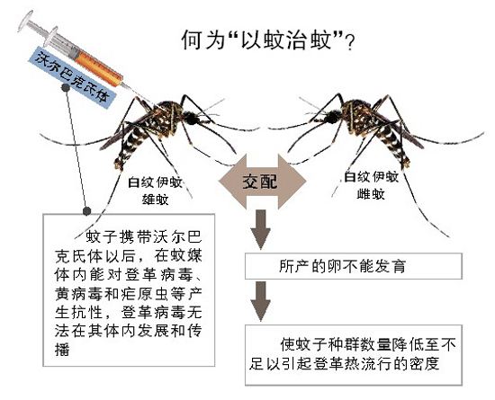 以蚊治蚊