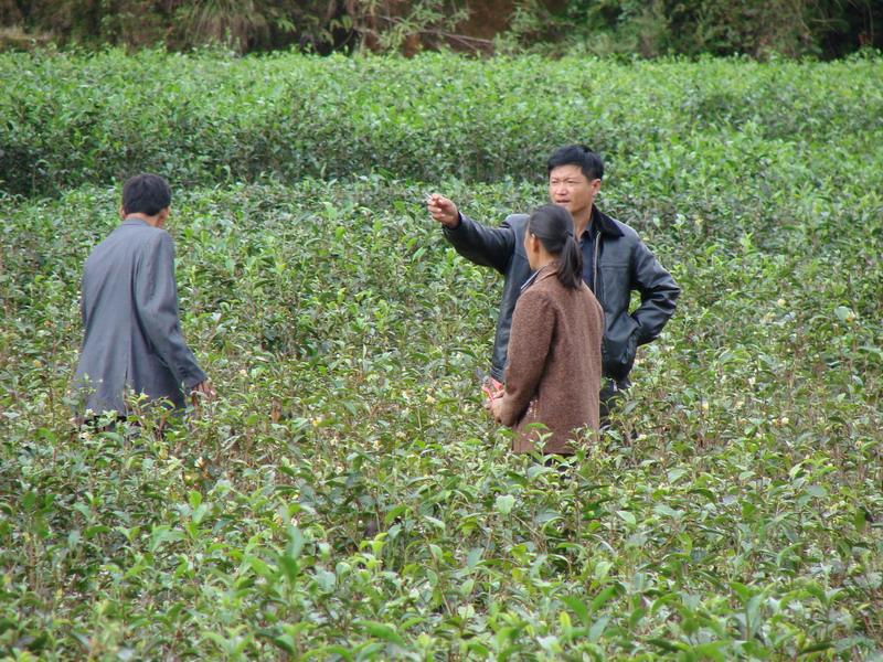 茶葉種植