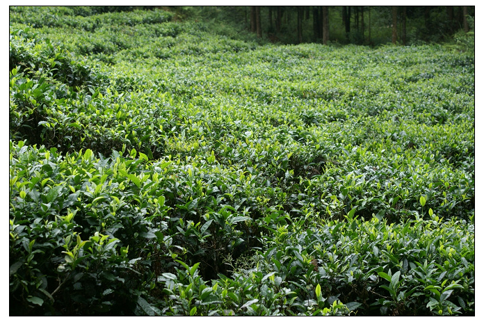 茶葉種植