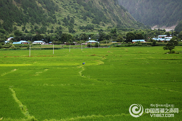 下察隅鎮日瑪村的水稻基地