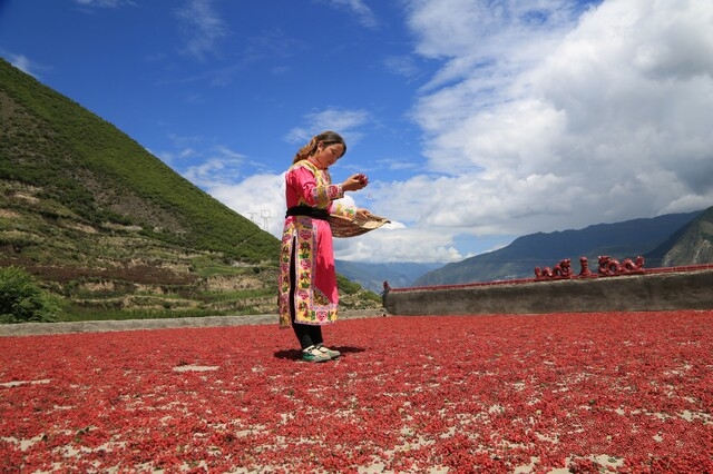 茂縣花椒