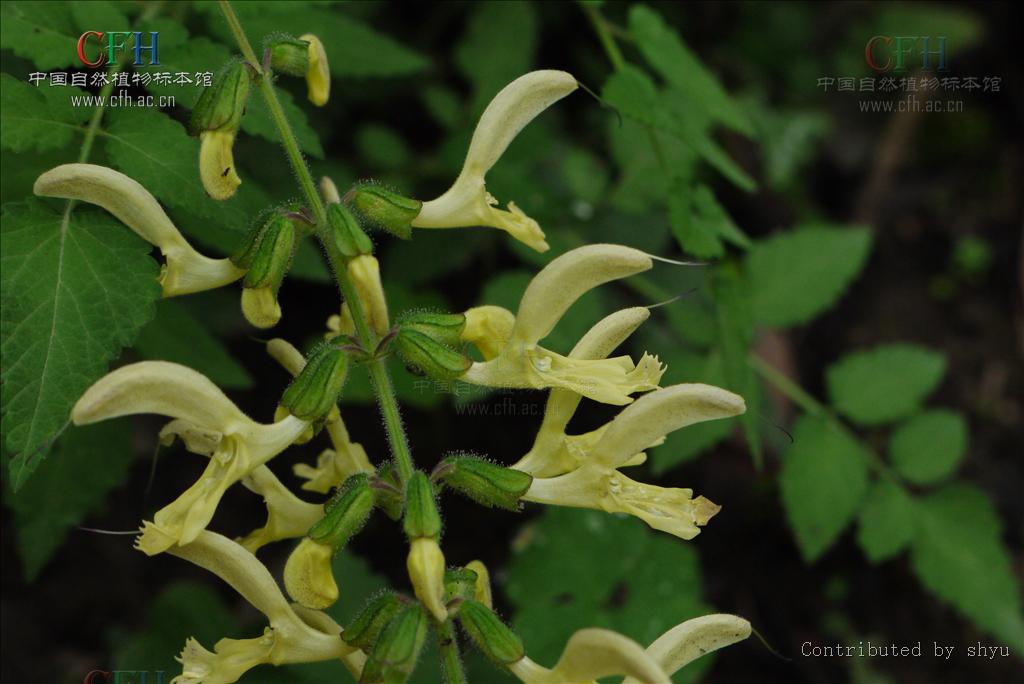 黃花鼠尾