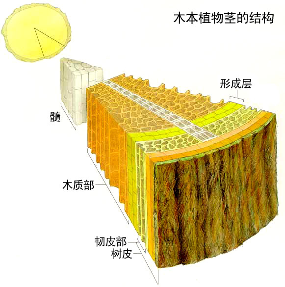 非極性運輸