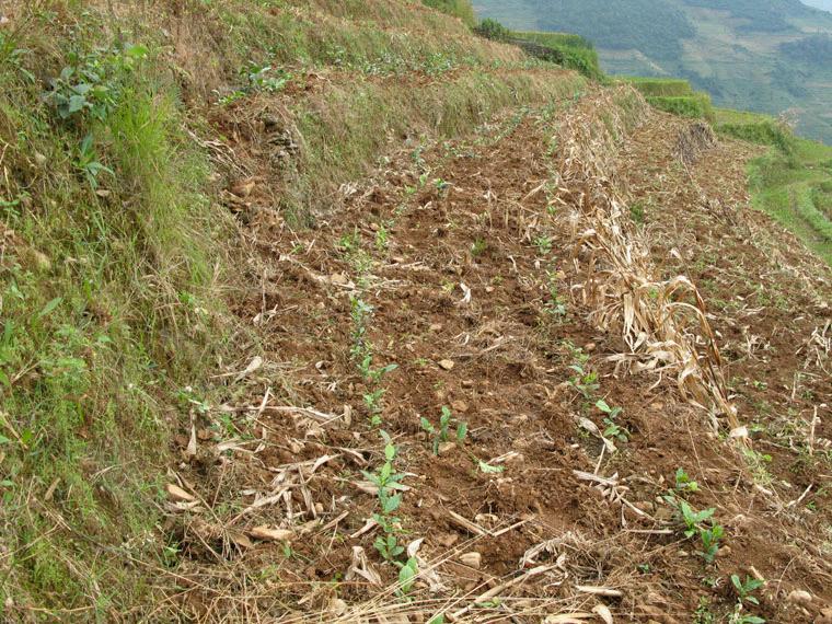 下拉波自然村種植業