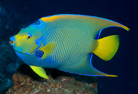 額斑刺蝶魚