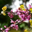 湖北紫荊(雲南紫荊)